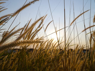 Fototapeta premium grass and blue sky