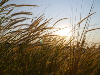 Fototapeta premium grass and blue sky