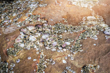 Barnacles on rock dry shellfish dead on the ocean beach / barnacles fossil
