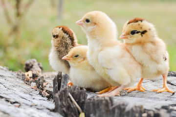 Chicks with nature in the evening.