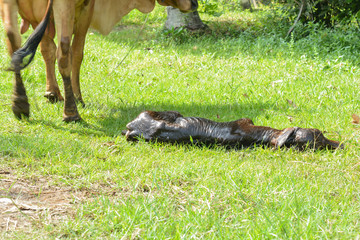 The cows are birth and the sun is in the morning.