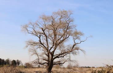 風景　思川　河川敷　木　とちぎ