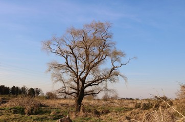 風景　思川　河川敷　木　とちぎ