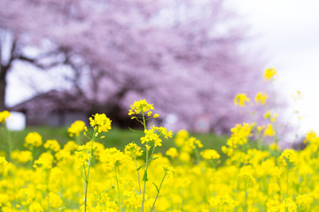 菜の花と桜