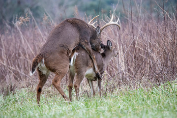 A pair of White Tailed Deer mating during the rutting season.