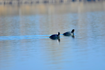 Coot birds in the water