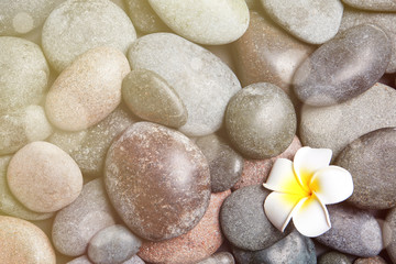 Fototapeta na wymiar Composition with spa stones and beautiful flower as background, top view