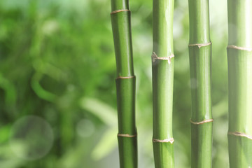 Fototapeta na wymiar Green bamboo stems on blurred background with space for text