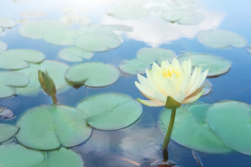 Beautiful blooming waterlily and leaves on water surface
