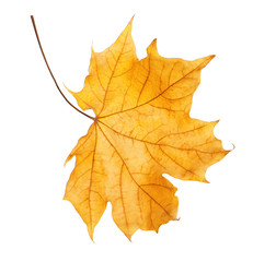 Beautiful autumn leaf on white background. Fall foliage
