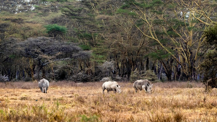 Obraz na płótnie Canvas Three White Rhinos in Lake Nakuru Kenya