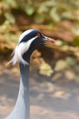 Demoiselle crane