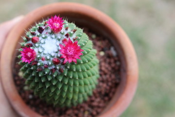 green cactus in pot with beautiful flowers
