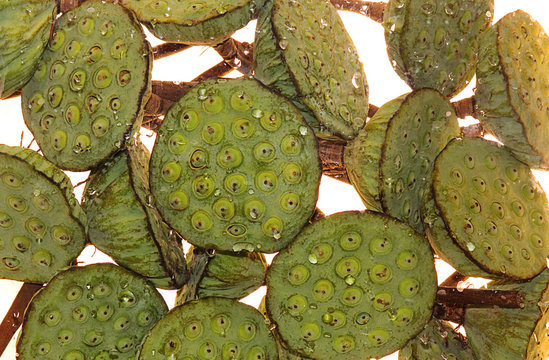 Water plant Lotus (Latin Nelumbo nucifera), seeds. Drops of water on the plant. Background image, selective focus, close-up.