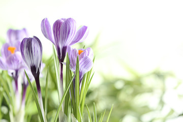 Beautiful spring crocus flowers on blurred background, space for text