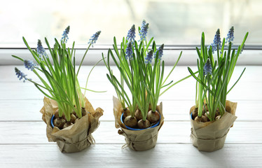 Beautiful spring muscari flowers in pots on window sill