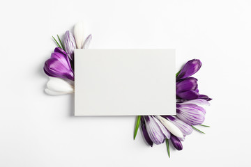 Beautiful spring crocus flowers and card on white background, top view. Space for text