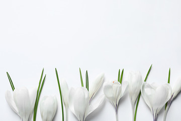 Flat lay composition with spring crocus flowers on light background, space for text