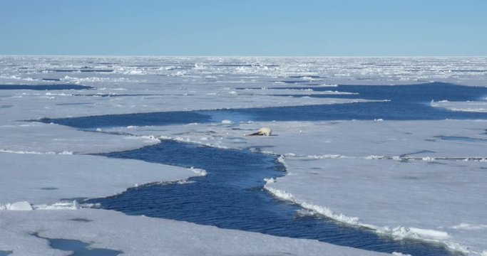 Polar bear feeding from seal corps at Spitsbergen Sea