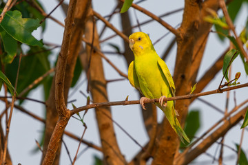 Yellow shell parakeet perching on a perch