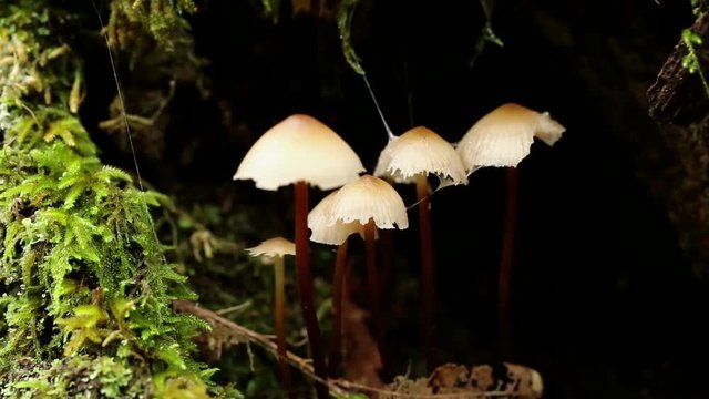 common Bonnet (Mycena galericulata) mushrooms growing in a cave with moss