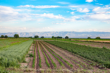 wheat field under the blue sky