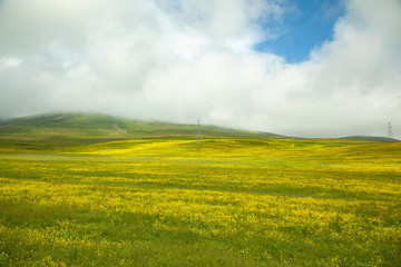 beautiful yellow flower  with grass field