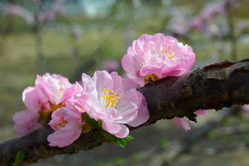 The flowers bloom luxuriantly in spring.