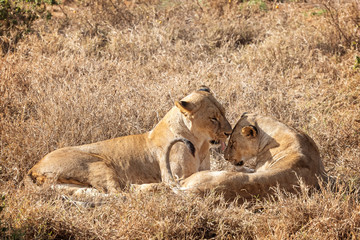 Fototapeta na wymiar Two Lioness Showing Affection in Africa