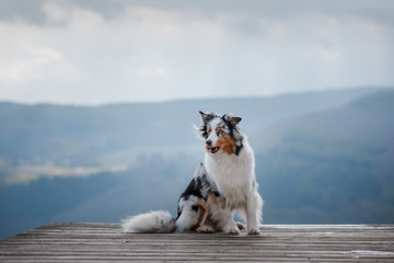 Dog Australian Shepherd on top of the mountain. Pet for a walk. Outdoors. Journey, mountains, in...
