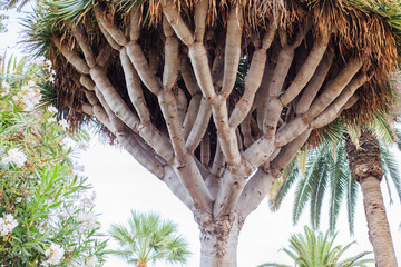 es war einmal in teneriffa