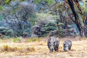 White Rhino Calf and Parent in Lake Nakuru