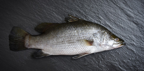 Fresh sea bass fish for cooking / Raw seabass ocean gourmet on dark background in the restaurant