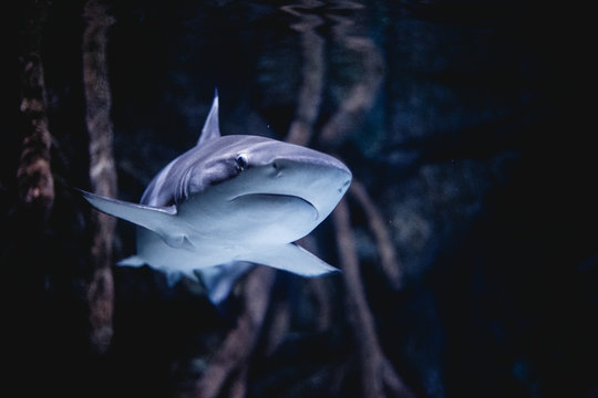 Sirseon Haifischflossen-Spoiler Set - 10 Stück Diffusor-Flossen Für Auto Dach & Scheiben