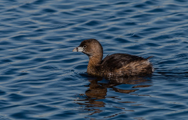 Pied-billed Grebe