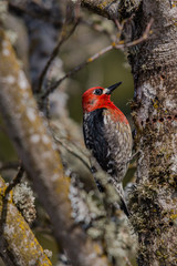 Red-breasted Sapsucker
