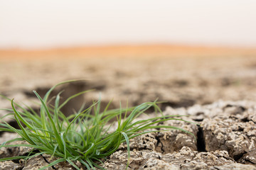 Green grass growing through dry cracked black soil land with copy space.