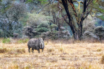 Fototapeta premium White Rhino in Lake Nakuru - Kenya