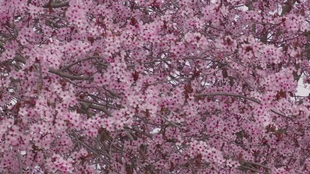 plum flower close up