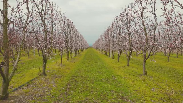 apricots trees flowers field at spring 2