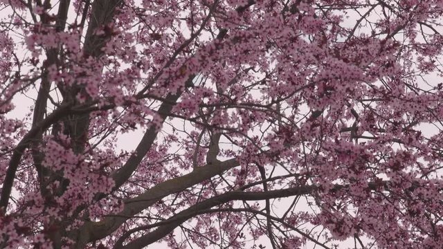 plum trees flowers at spring