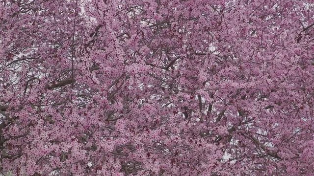 plum flower close up 2
