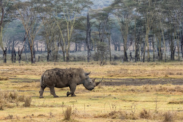 Fototapeta premium White Rhino Large Horn in Kenya Africa