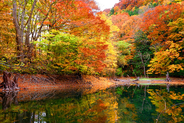紅葉した木々と鶏頭場の池(1)