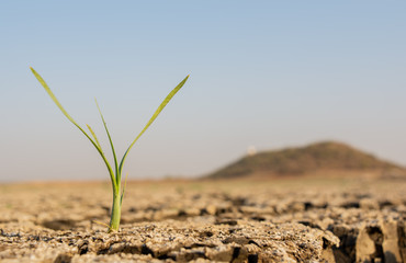 Green grass growing through dry cracked black soil land with copy space.