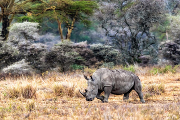 Naklejka premium White Rhino Walking Side in Lake Nakuru Kenya