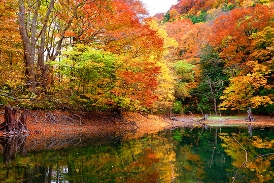 紅葉した木々と鶏頭場の池(1)
