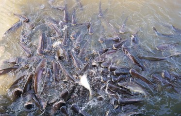 Top view of Striped catfish causing water splashing in the river as they try to eat food in the river in temple at Thailand (Iridescent shark, Sutchi catfish, Pangasianodon hypophthalmus), Soft Focus