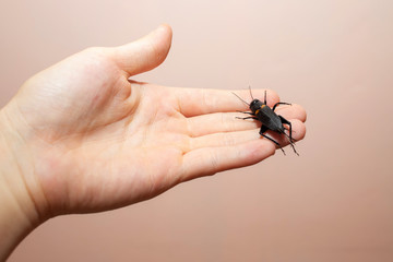 Field cricket on hand