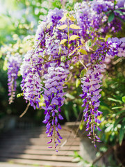Beautiful spring pink flowers in garden park. Blooming violet wisteria